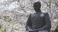扬州鉴真大道樱花季
