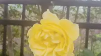 2023年5月19日保定植物园我们玩嗨了，见过这种颜色的蜻蜓吗？我也是第一次看到，真美，生活就是要发现美，不是吗？