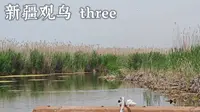 新疆观鸟叁 伊犁河谷湿地公园到那拉提湿地公园 终于看到传说中的蓝莺