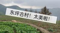 浙江衢州东坪古村，大隐隐于“柿”