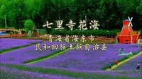 七里花海 位于海东市民和回族土族自治县境内古鄯镇山庄村。 #心旷神怡 #江山如画
