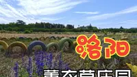 【洛阳】中国薰衣草庄园 Citywalk