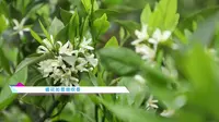 云赏橘子花“佛山橘海 橘乐田园”——四川省•资阳市•雁江区
