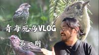 青海观鸟游记1：三刷大通的鹞子沟还是没有花彩雀莺！白眉朱雀凑合看看吧