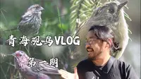 青海观鸟游记1：三刷大通的鹞子沟还是没有花彩雀莺！白眉朱雀凑合看看吧