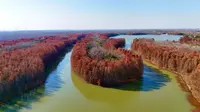 2026年01月02日 上海 奉贤 上海海湾国家森林公园