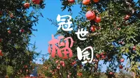 《地名里的中国》山东枣庄峄城区冠世榴园：小石榴的大世界