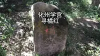 化州故宫寻橘红 化州学宫孔庙里的化州橘红