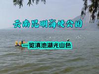 漫步云南昆明海埂公园，邂逅西伯利亚红嘴鸥，一览滇池的湖光山色