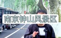 钟山风景区全攻略 #南京旅游 #钟山风景区 #南京梧桐大道