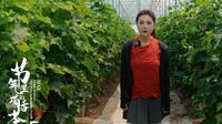 作者：全景茶淀视频  作品名：节气里的葡香茶淀（五月）