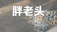 来攀枝花公园逛逛，看看攀枝花动物园是怎么样的