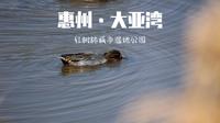 【拍鸟记】惠州·大亚湾｜红树林湿地公园