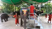 在西双版纳骑大象，转一小圈60块，好多人抢着骑