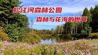 松江河森林公园，森林与花海相伴，长白山脚下的迷人世界