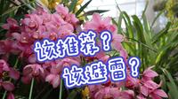 探访福州新开的植物园，兰花惊艳绽放，该推荐还是该避雷？