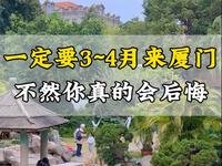 一定要3月，4月份再来厦门。这个季节堪称厦门中一年最美的时候。#厦门旅游攻略 #厦门旅游 #厦门游玩推荐