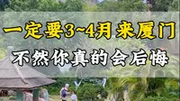 一定要3月，4月份再来厦门。这个季节堪称厦门中一年最美的时候。#厦门旅游攻略 #厦门旅游 #厦门游玩推荐