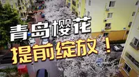 2026青岛青岛樱花季开始了（HDR）