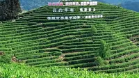又一个乡村振兴项目：陕西平利县蒋家坪村，全国八大茶区之一，看青山绿水间的华丽蝶变