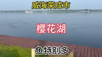 自驾游威海荣成市 驻扎地推荐樱花湖体育公园 湖里的鱼儿特别多！