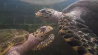 【游记】湛江硇洲岛海龟保育场的龟龟们
