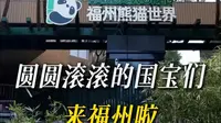 圆圆滚滚的国宝们来福州啦。#福州熊猫世界 #熊猫 #福州