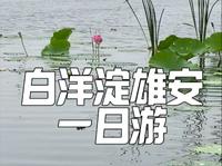 白洋淀雄安一日游