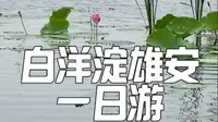 白洋淀雄安一日游