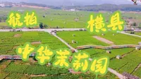 航拍广西横县 中华茉莉园