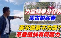普洱茶：茶农做茶不为卖？革登值蚌有何魔力？为尝鲜争分夺秒采古树头春！