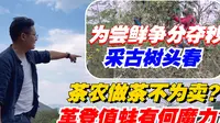 普洱茶：茶农做茶不为卖？革登值蚌有何魔力？为尝鲜争分夺秒采古树头春！