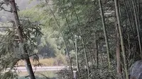 黄山芙蓉谷，后山人少格外静谧