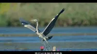扬州市运河三湾生态修复