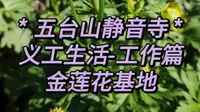 五台山静音寺义工生活之，工作篇——返璞归真。原始的劳动和放空的大脑。