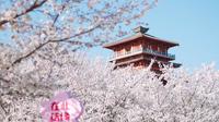 三月限定浪漫 郑州出发40分钟左右 古柏渡丰乐樱花园