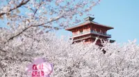 三月限定浪漫 郑州出发40分钟左右 古柏渡丰乐樱花园