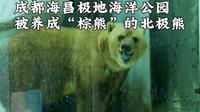 成都海昌极地海洋公园，这里有一只可能是全四川最“可怜”的北极熊