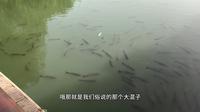 甘肃酒泉生态文化博览园，里面有好多大鱼啊