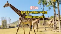 江苏动物园的天花板，南京金牛湖野生动物王国值得玩吗？全新超详细攻略来啦！