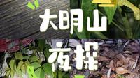 大明山夜探日记