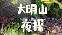 大明山夜探日记