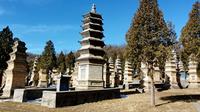 世界遗产天地之中：少林寺塔林 我国现存规模最大的古塔建筑群