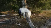 喀纳斯观鱼台骑马，告诉你什么叫望山跑死马，新疆，野！