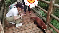都江堰熊猫谷可以近距离接触小熊猫～太喜欢啦！