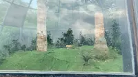 走进仙翁山木化石旅游区2根直立的木化石探索历史（2）