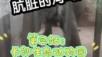 肮脏的河马池？狭小的海龟池？第四站：长沙生态动物园