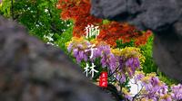 别再挤拙政园了！狮子林这抹紫才是春日顶流