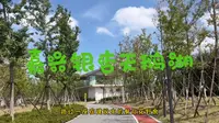 中秋亲子游嘉兴秀洲区油车港银杏天鹅湖！环湖小火车、游船戏水、环湖骑行、园区巴士，羊驼、鸵鸟、山羊、梅花鹿、黑天鹅，星野营地、麻吉乐园、贝壳码头…人少干净超日系