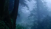 《仙峰何处》———峨眉山仙峰禅林